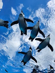 サンシャイン水族館に投稿された画像(2025/12/18)