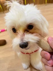 いぬカフェRio 浅草店に投稿された画像(2025/12/18)