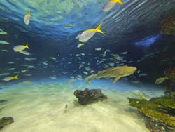 サンシャイン水族館に投稿された画像(2025/12/19)