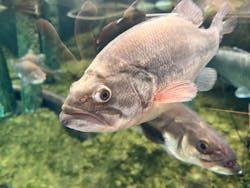 アクアワールド茨城県大洗水族館に投稿された画像(2025/12/20)