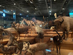 国立科学博物館に投稿された画像(2025/12/20)