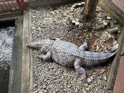 熱川バナナワニ園に投稿された画像(2025/12/20)