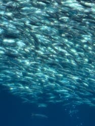 アクアワールド茨城県大洗水族館に投稿された画像(2025/12/20)