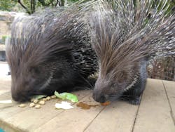 伊豆アニマルキングダムに投稿された画像(2025/12/21)