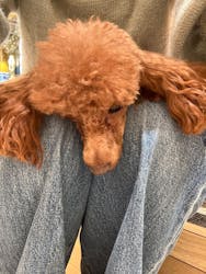 いぬカフェRio 秋葉原店に投稿された画像(2025/12/21)