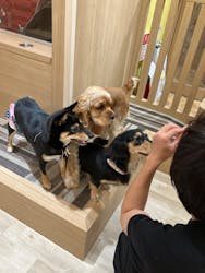 いぬカフェRio 秋葉原店に投稿された画像(2025/12/21)