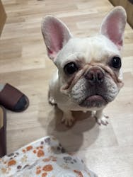 いぬカフェRio 秋葉原店に投稿された画像(2025/12/21)