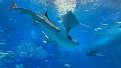 沖縄美ら海水族館に投稿された画像(2025/12/21)