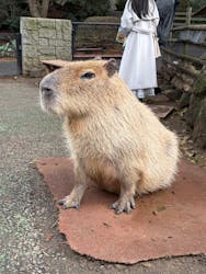 伊豆シャボテン動物公園に投稿された画像(2025/12/21)