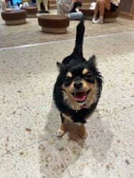 いぬカフェRio 京都店に投稿された画像(2025/12/23)