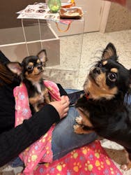 いぬカフェRio 京都店に投稿された画像(2025/12/23)