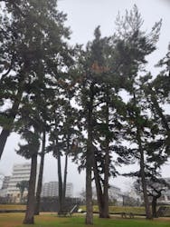 小田原城に投稿された画像(2025/12/24)