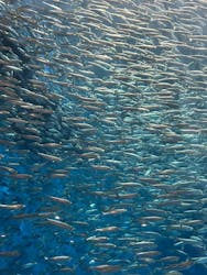 名古屋港水族館に投稿された画像(2025/12/30)