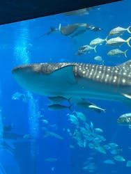 沖縄美ら海水族館に投稿された画像(2025/12/30)
