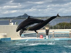 沖縄美ら海水族館に投稿された画像(2025/12/30)