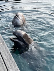 太地町立くじらの博物館に投稿された画像(2025/12/30)