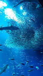 アクアワールド茨城県大洗水族館に投稿された画像(2025/12/30)