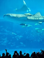 沖縄美ら海水族館に投稿された画像(2025/12/31)