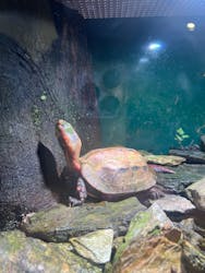 沖縄美ら海水族館に投稿された画像(2025/12/31)