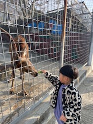 しろとり動物園に投稿された画像(2025/12/31)
