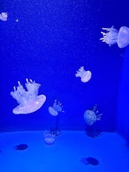 新江ノ島水族館に投稿された画像(2025/12/31)