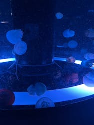 マクセル アクアパーク品川に投稿された画像(2025/12/31)