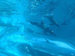 太地町立くじらの博物館に投稿された画像(2025/12/31)