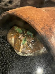 天王寺動物園に投稿された画像(2026/1/1)