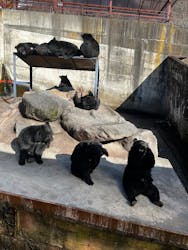 奥飛騨クマ牧場に投稿された画像(2026/1/1)