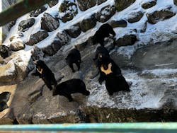 奥飛騨クマ牧場に投稿された画像(2026/1/1)