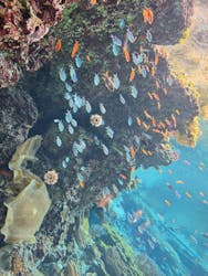 沖縄美ら海水族館に投稿された画像(2026/1/1)