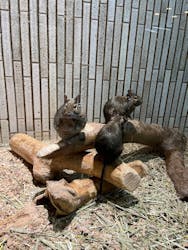 恩賜上野動物園に投稿された画像(2026/1/2)