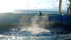 新江ノ島水族館に投稿された画像(2026/1/2)