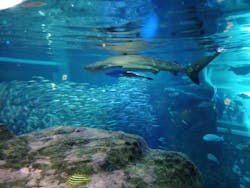 新江ノ島水族館に投稿された画像(2026/1/2)