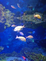 京都水族館に投稿された画像(2026/1/2)