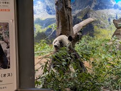 恩賜上野動物園に投稿された画像(2026/1/3)