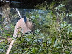 恩賜上野動物園に投稿された画像(2026/1/3)