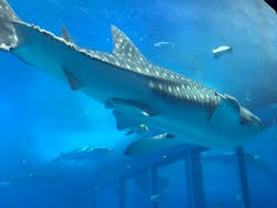 沖縄美ら海水族館に投稿された画像(2026/1/3)