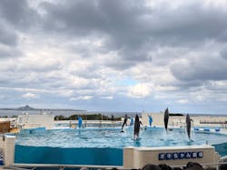 沖縄美ら海水族館に投稿された画像(2026/1/3)