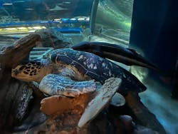 しながわ水族館に投稿された画像(2026/1/3)