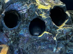 しながわ水族館に投稿された画像(2026/1/3)