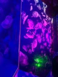 名古屋港水族館に投稿された画像(2026/1/3)