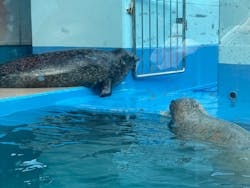 ゼロ距離水族館 伊勢シーパラダイスに投稿された画像(2026/1/3)