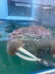 ゼロ距離水族館 伊勢シーパラダイスに投稿された画像(2026/1/3)