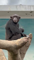 天王寺動物園に投稿された画像(2026/1/3)