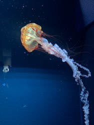 すみだ水族館に投稿された画像(2026/1/3)