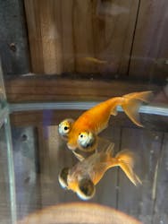 すみだ水族館に投稿された画像(2026/1/3)