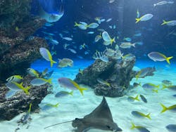 サンシャイン水族館に投稿された画像(2026/1/3)