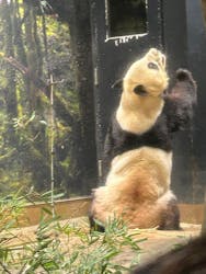 恩賜上野動物園に投稿された画像(2026/1/3)