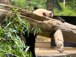 恩賜上野動物園に投稿された画像(2026/1/3)